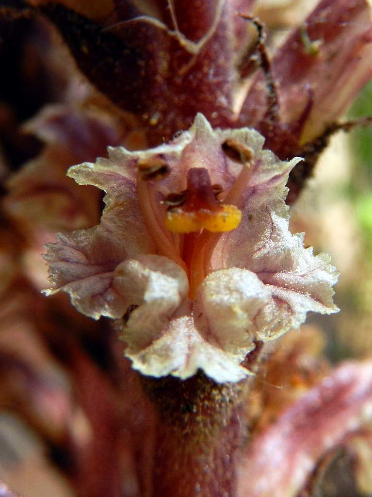 Orobanche  da determinare